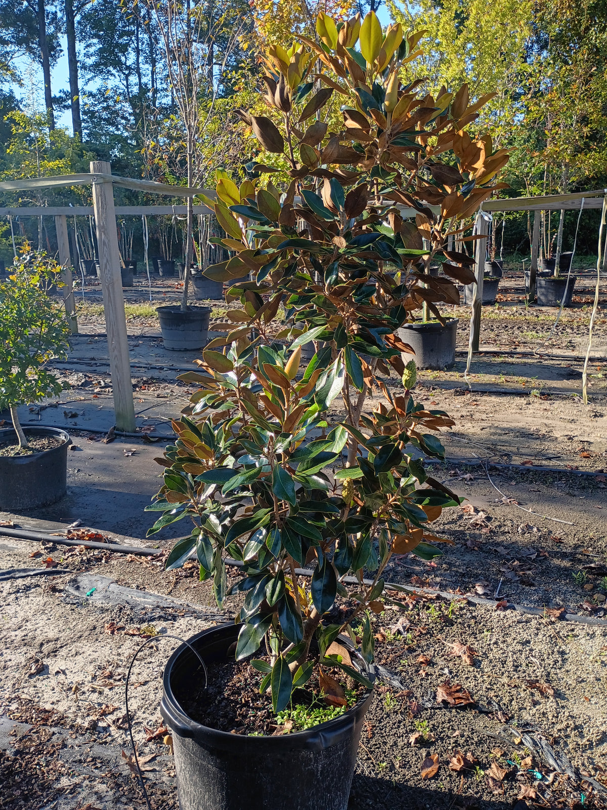 15 GALLON MAGNOLIA - GRANDIFLORA - LITTLE GEM