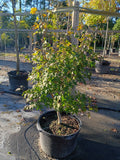 10 GALLON JAPANESE MAPLE - BLOODGOOD