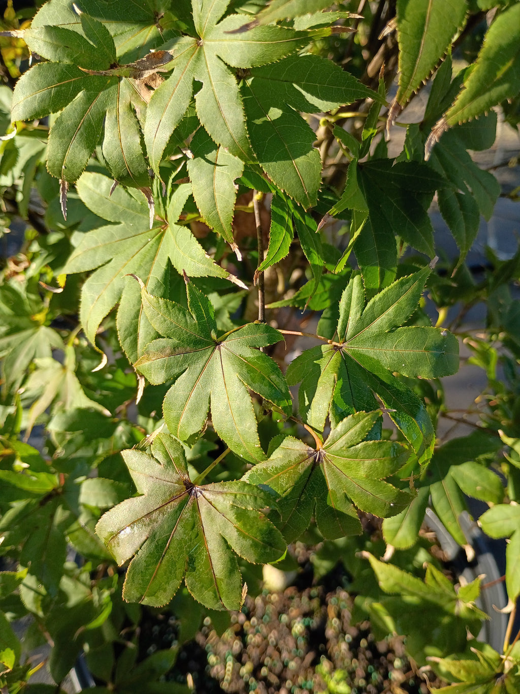 10 GALLON JAPANESE MAPLE - BLOODGOOD