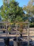 30 GALLON HOLLY - EAGLESTON - STANDARD STEM