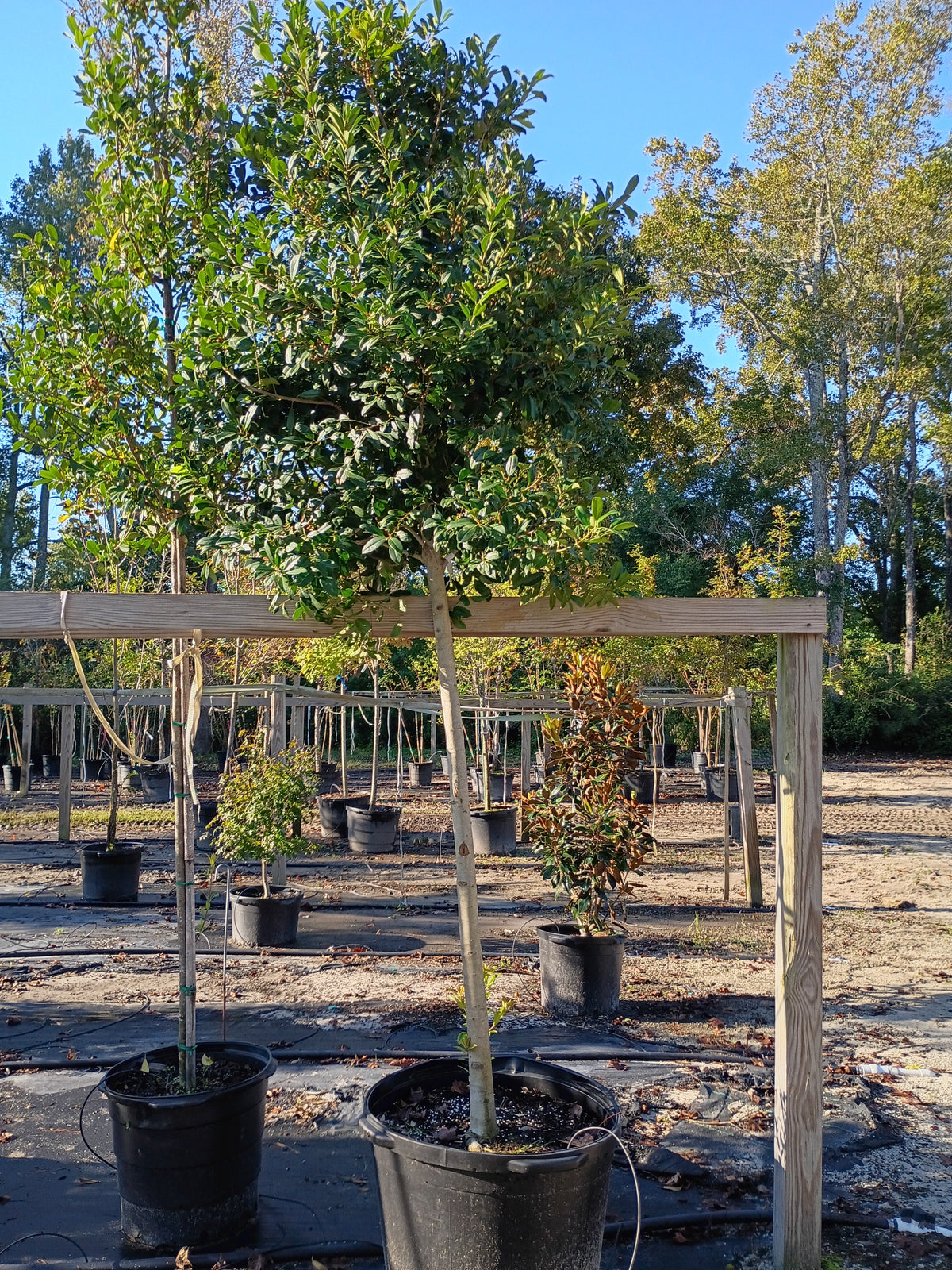 30 GALLON HOLLY - EAGLESTON - STANDARD STEM