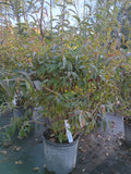 3G FORSYTHIA INTERMEDIA
