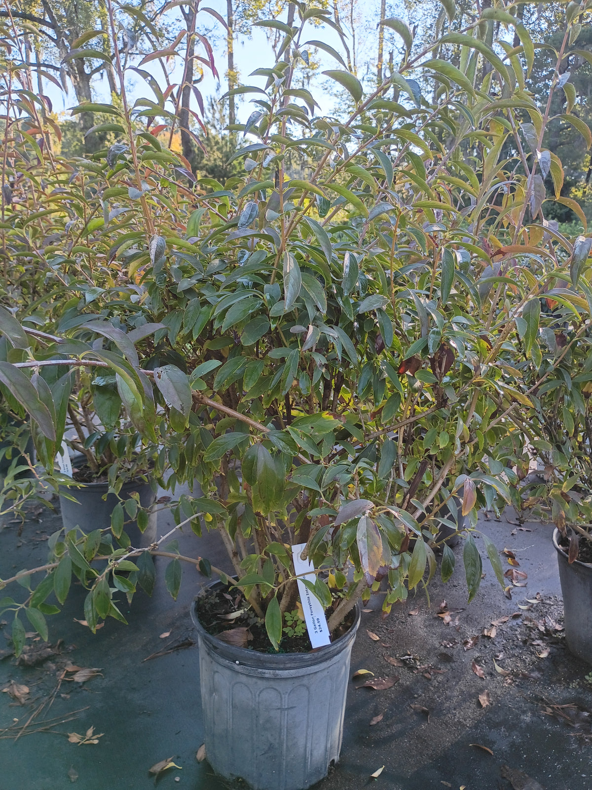 3G FORSYTHIA INTERMEDIA