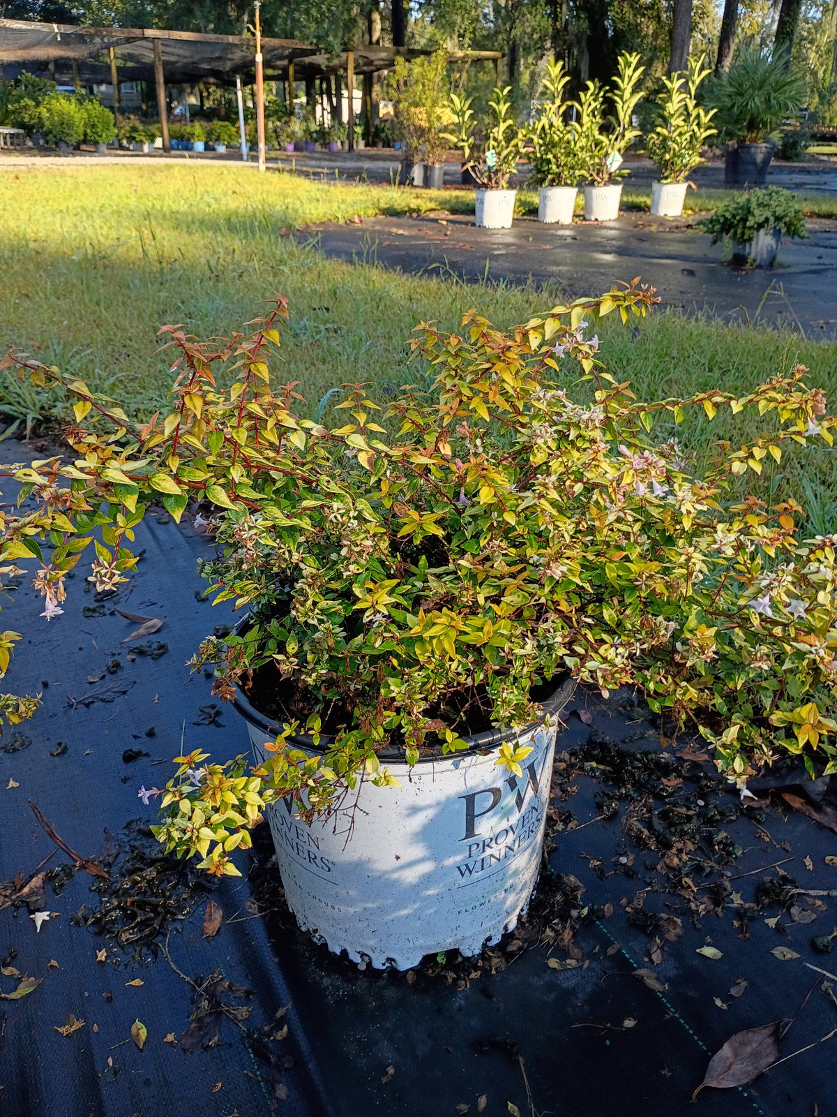 3 GALLON ABELIA - FUNSHINE
