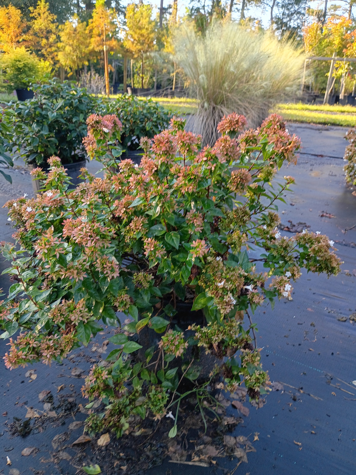 3 GALLON ABELIA - ROSE CREEK
