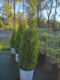 3 GALLON ARBORVITAE - NORTH POLE