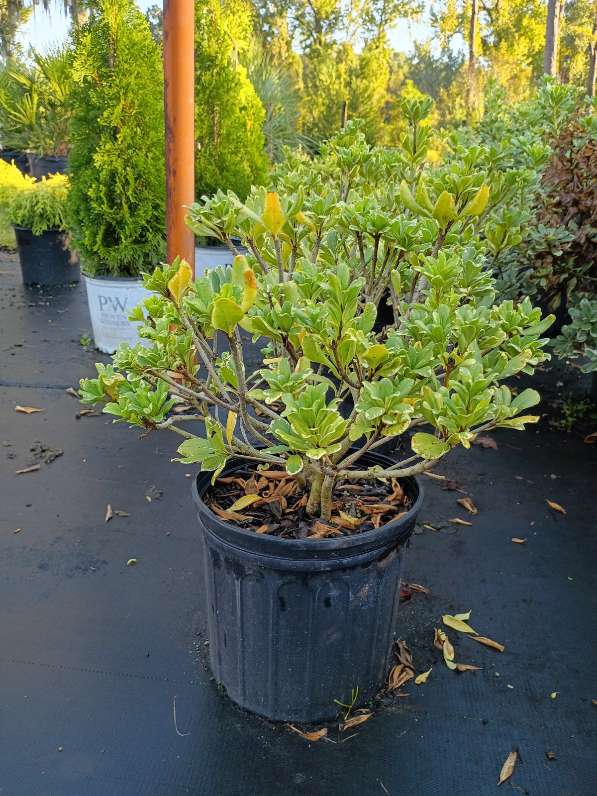 3 GALLON PITTOSPORUM TOBIRA - VARIEGATED