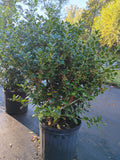 3 GALLON HOLLY - DWARF BURFORD