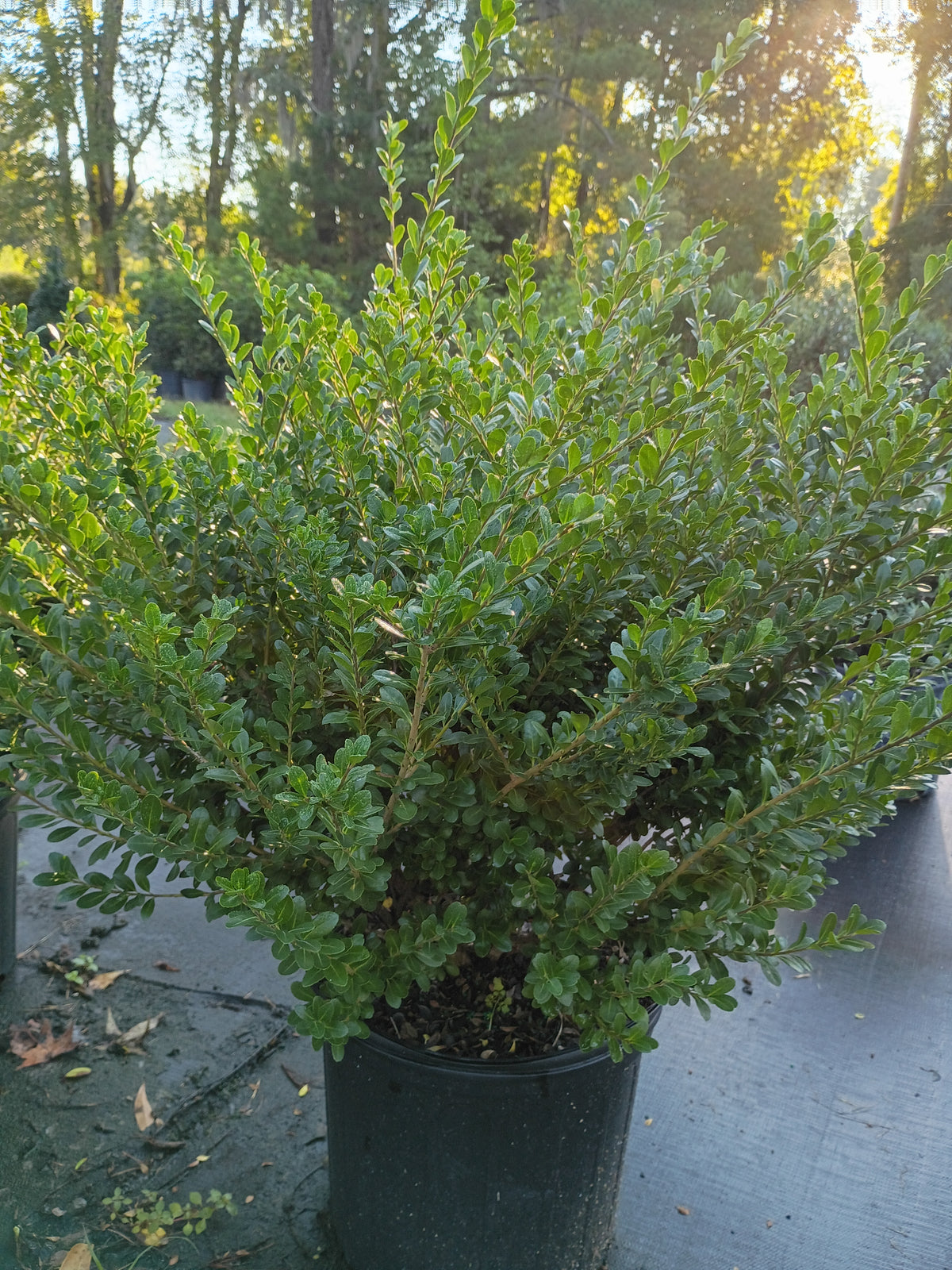 3 GALLON HOLLY - COMPACTA