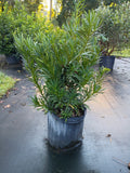 3 GALLON PODOCARPUS - PRINGLES