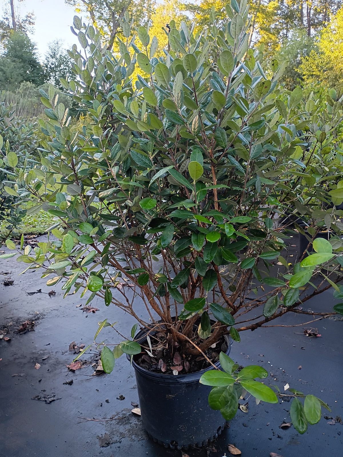 7 GALLON PINEAPPLE GUAVA