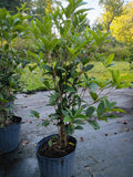 3G Osmanthus fragrans Tea Olive
