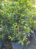 7 GALLON OSMANTHUS - TEA OLIVE