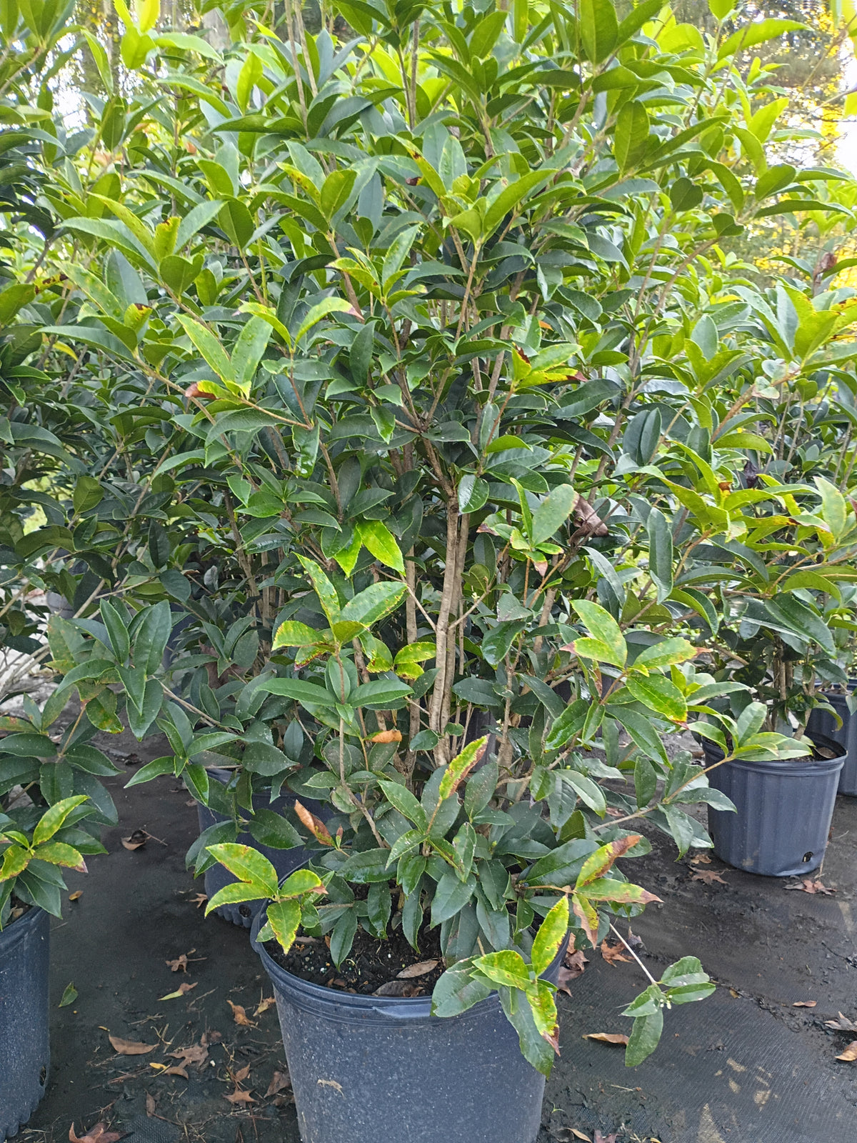 7 GALLON OSMANTHUS - TEA OLIVE