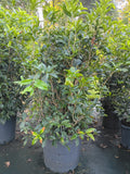 15G Osmanthus fragrans Tea Olive