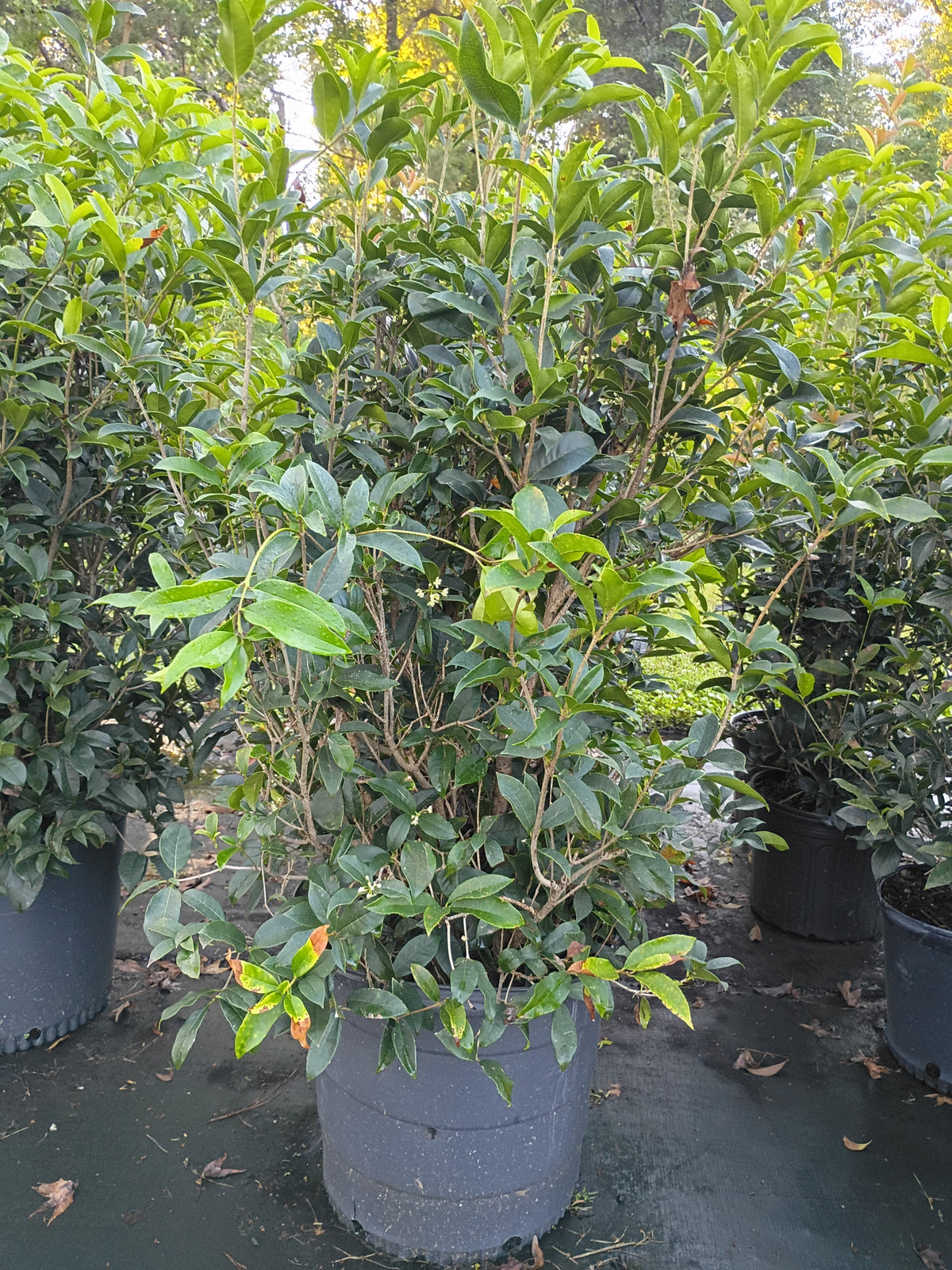 15G Osmanthus fragrans Tea Olive