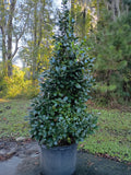 25 GALLON HOLLY - MARY NELL