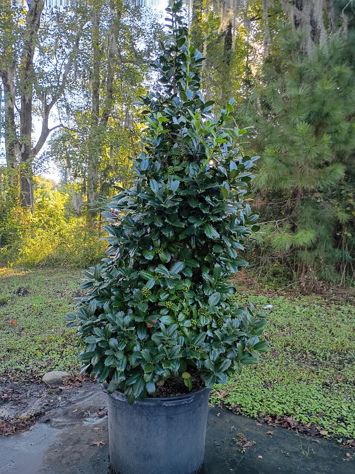 25 GALLON HOLLY - MARY NELL