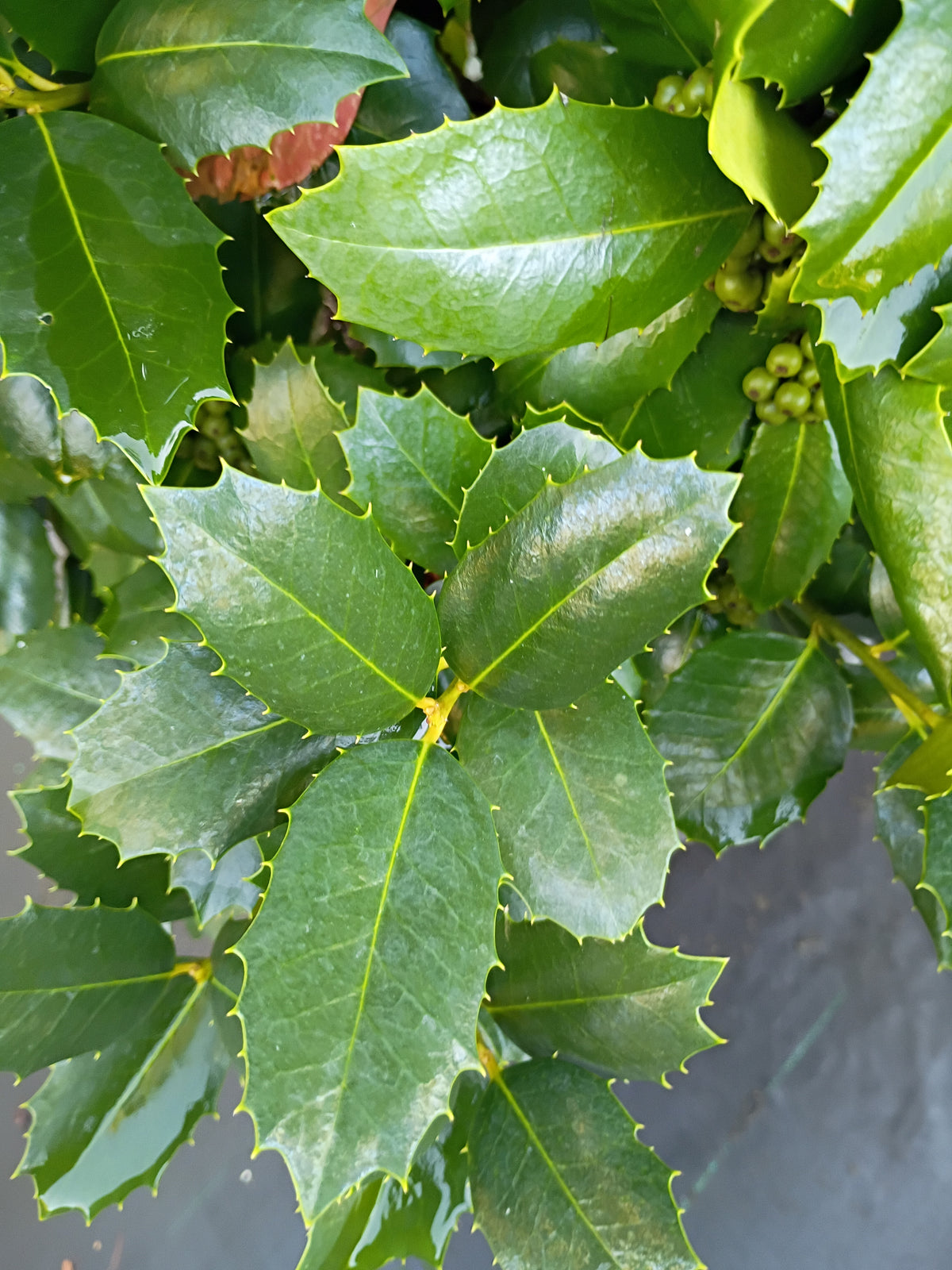 25 GALLON HOLLY - MARY NELL