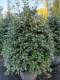 25 GALLON HOLLY - AUBURN