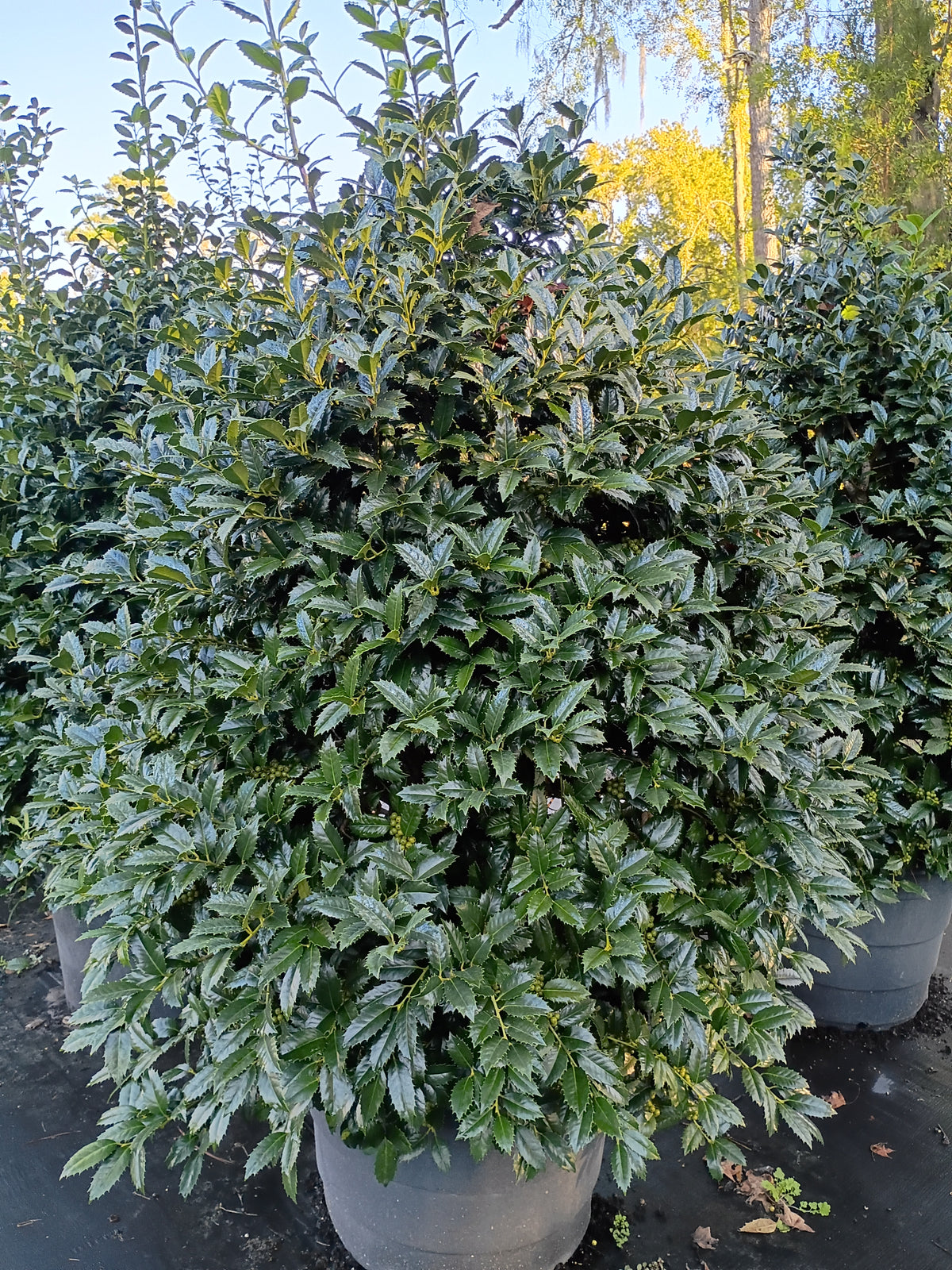 25 GALLON HOLLY - AUBURN