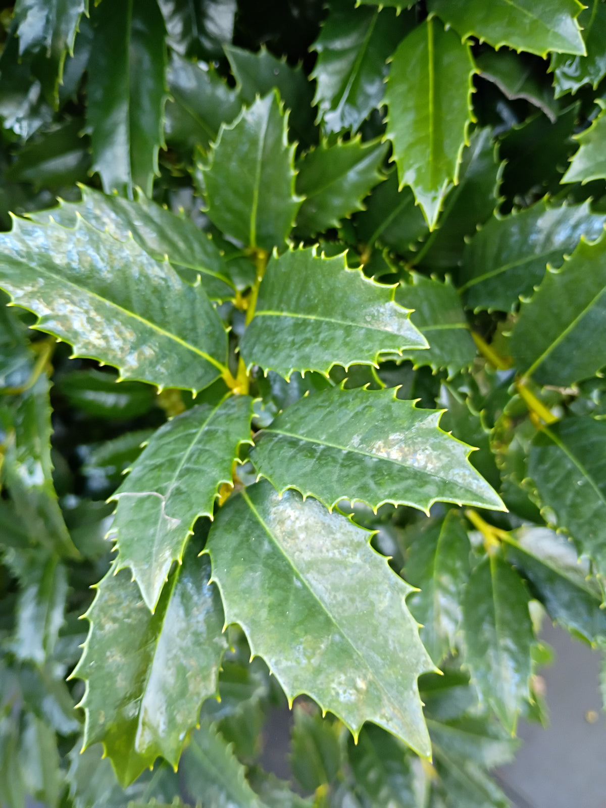 25 GALLON HOLLY - AUBURN