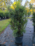 7 GALLON PODOCARPUS MAKI