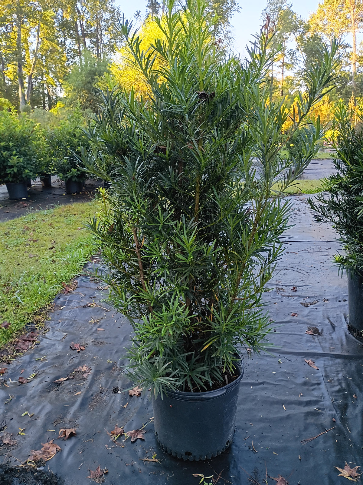 7 GALLON PODOCARPUS MAKI