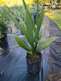 3 GALLON PALM - SABAL MINOR (DWARF PALMETTO)
