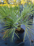 3 GALLON PALM - PINDO