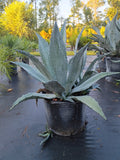 7 GALLON AGAVE - SILVER (CENTURY PLANT)