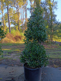 25 GALLON HOLLY NELLIE STEVENS
