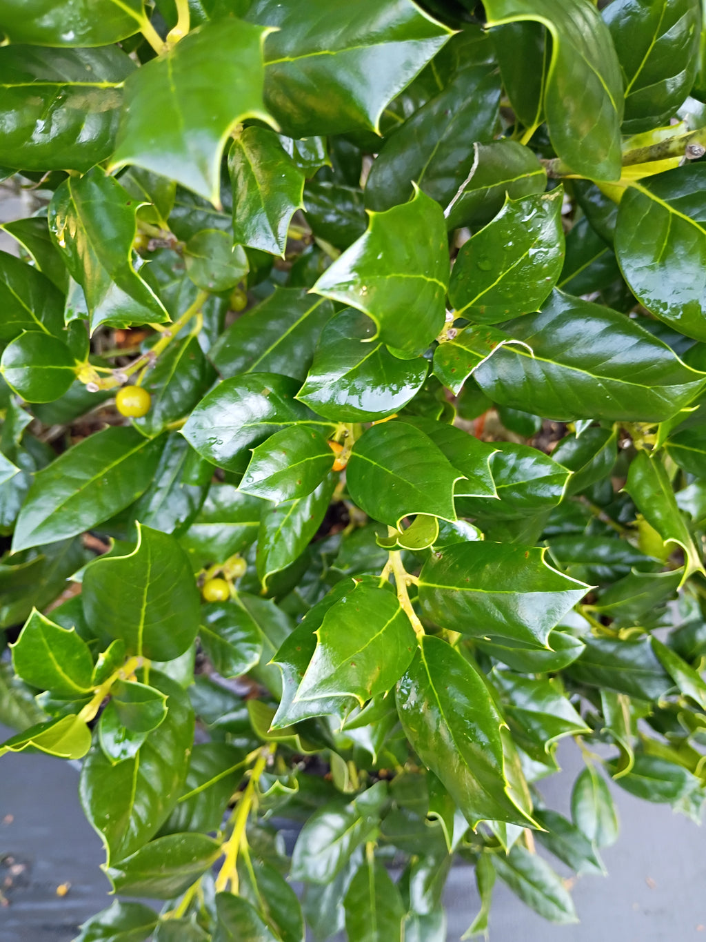 25 GALLON HOLLY NELLIE STEVENS