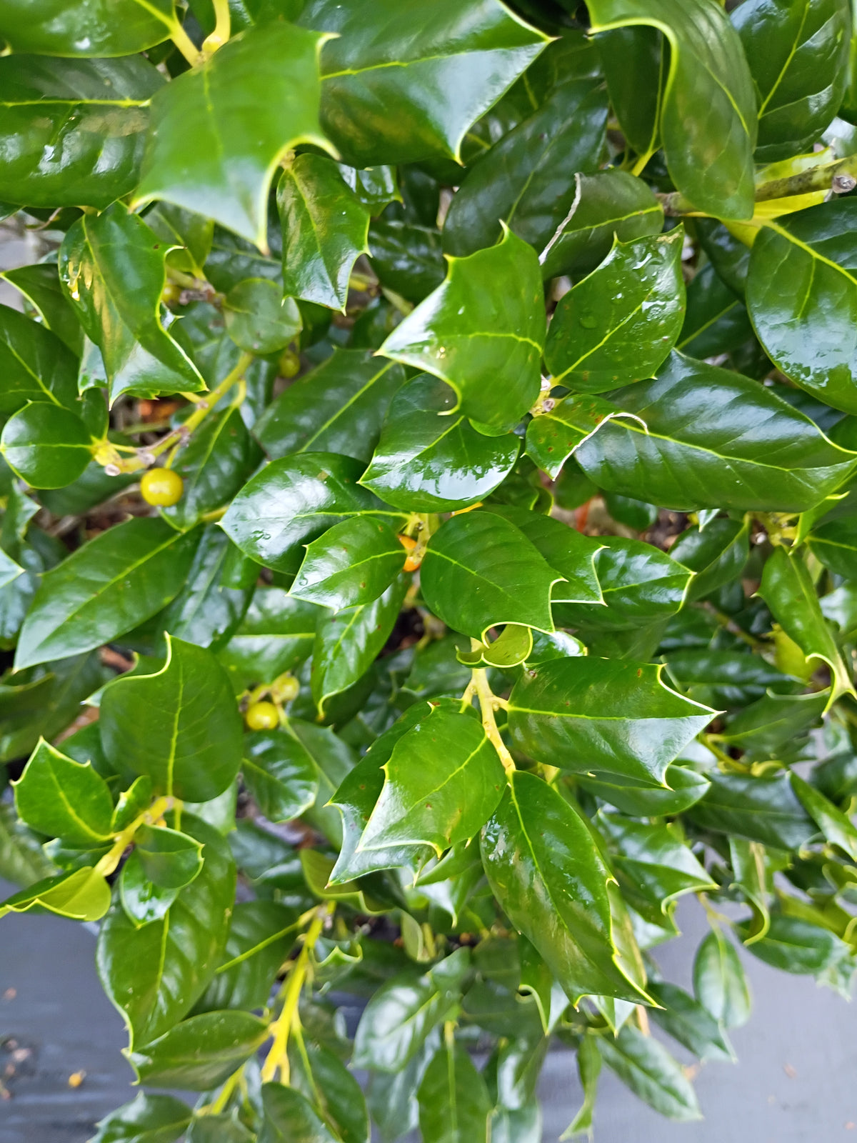 25 GALLON HOLLY NELLIE STEVENS
