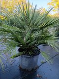 7 GALLON PALM - EUROPEAN FAN