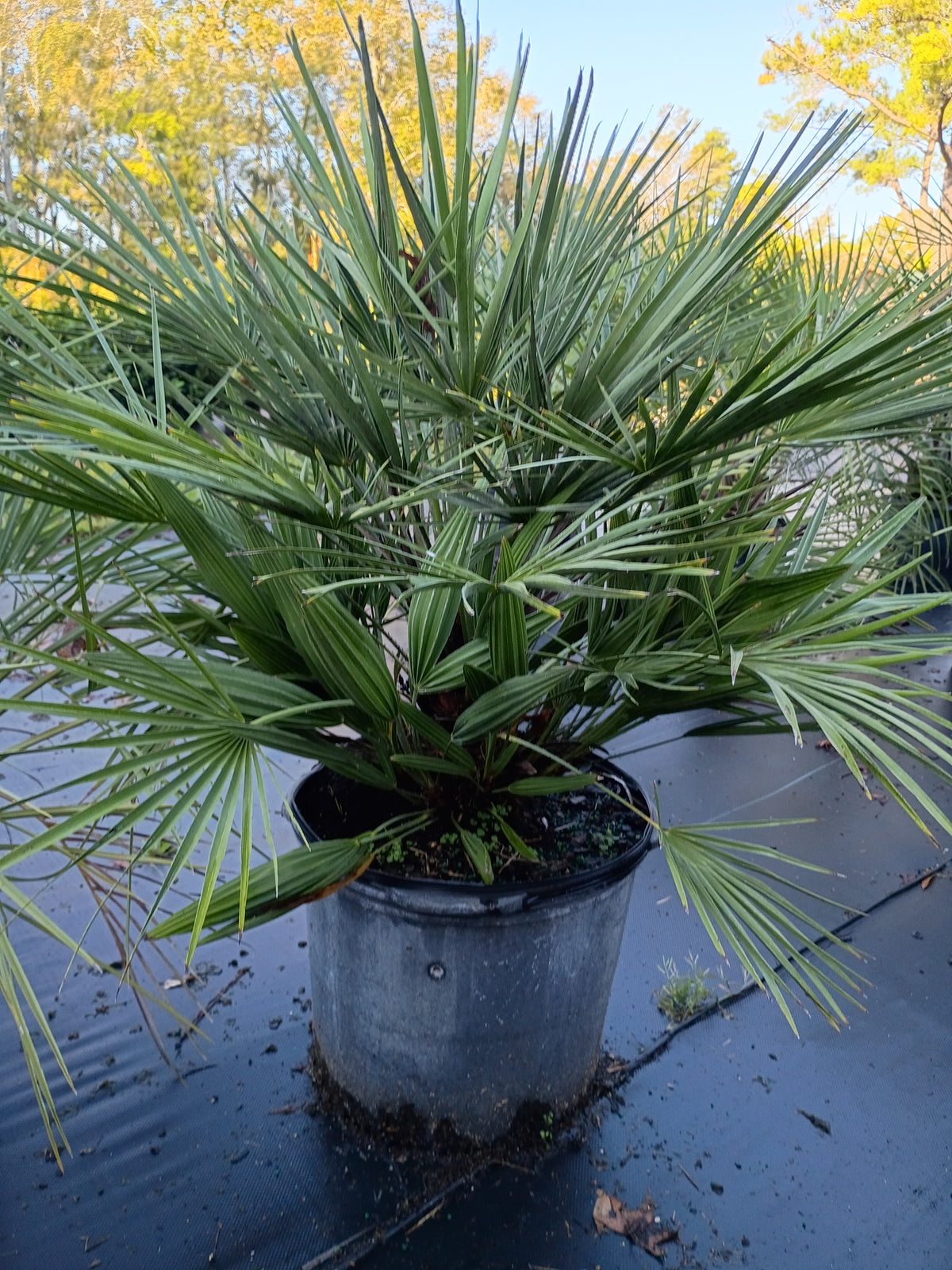 7 GALLON PALM - EUROPEAN FAN