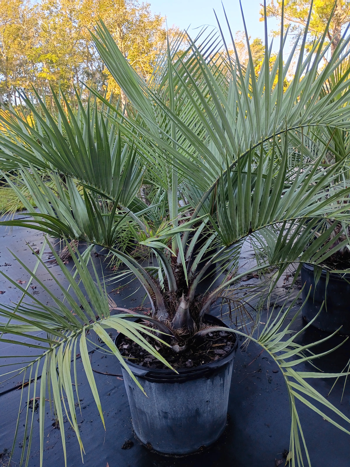 15 GALLON PALM - PINDO