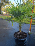 15 GALLON PALM - WINDMILL