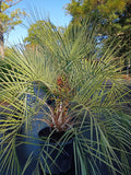 30 GALLON PALM - PINDO
