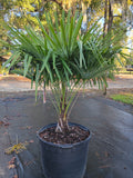30 GALLON PALM - WINDMILL