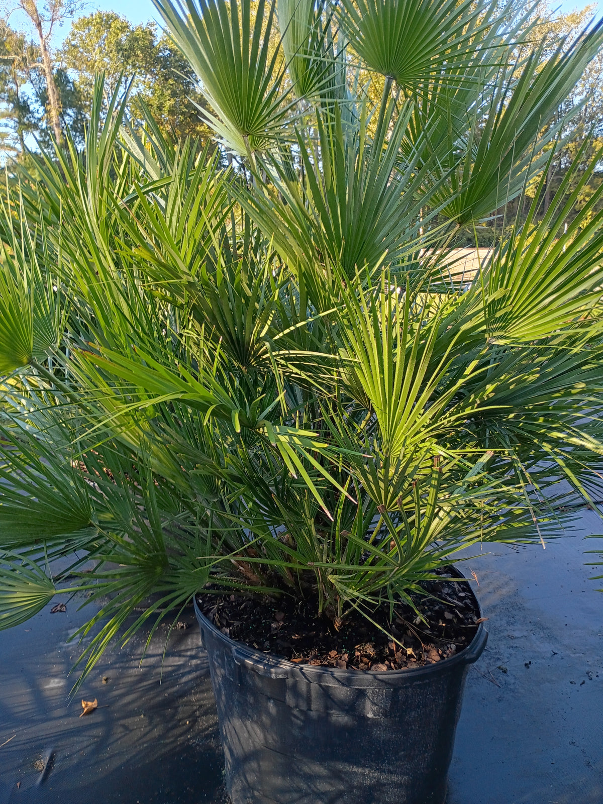 30 GALLON PALM - EUROPEAN FAN