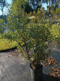 3 GALLON WAX MYRTLE