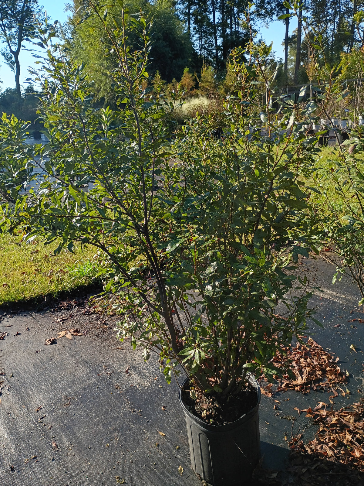 3 GALLON WAX MYRTLE