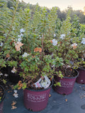 3G Azalea Encore Autumn Moonlight