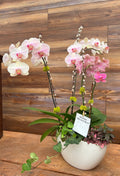 PREMIUM ORCHID ARRANGEMENT