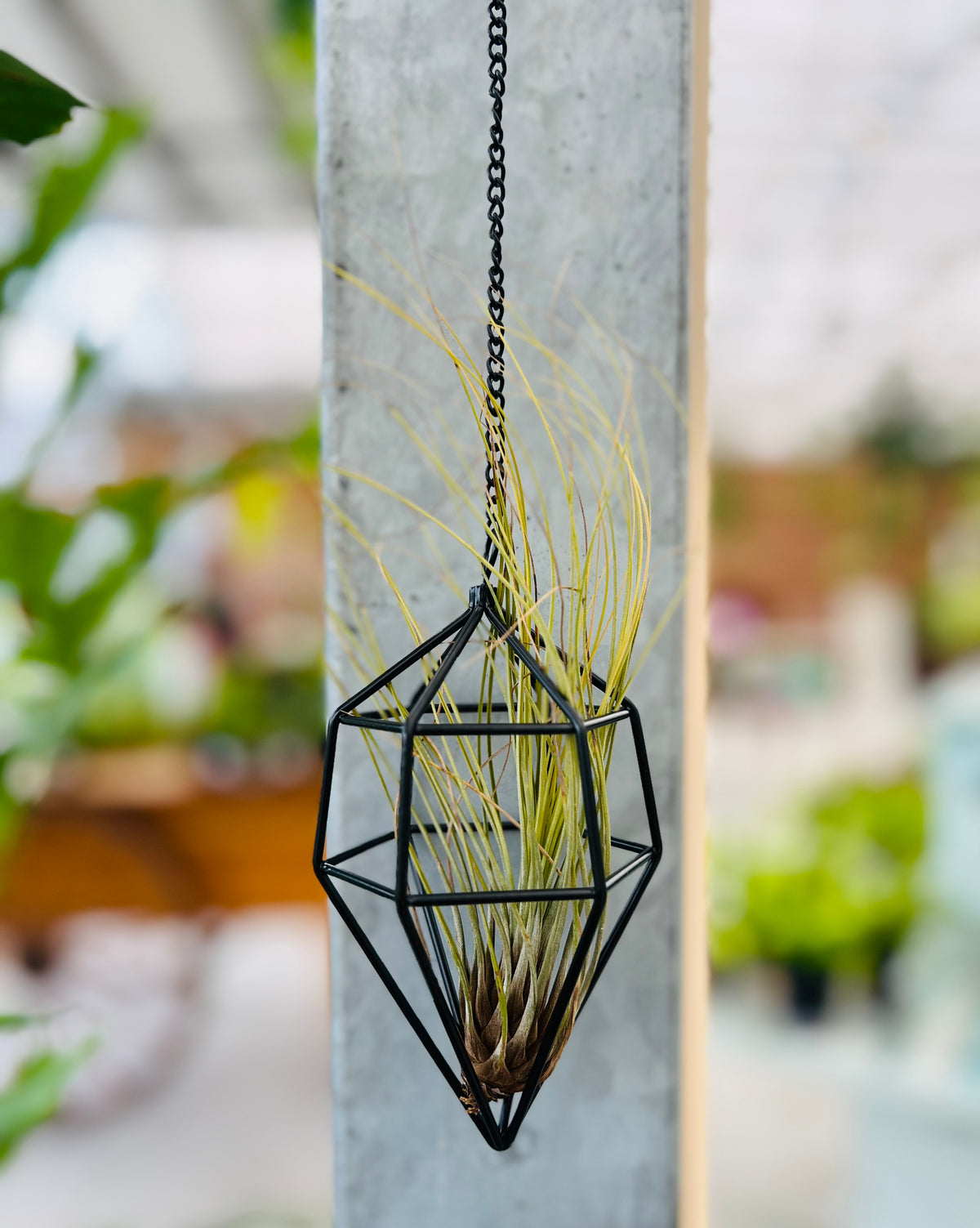 Hanging Geometric Air Plant Holder