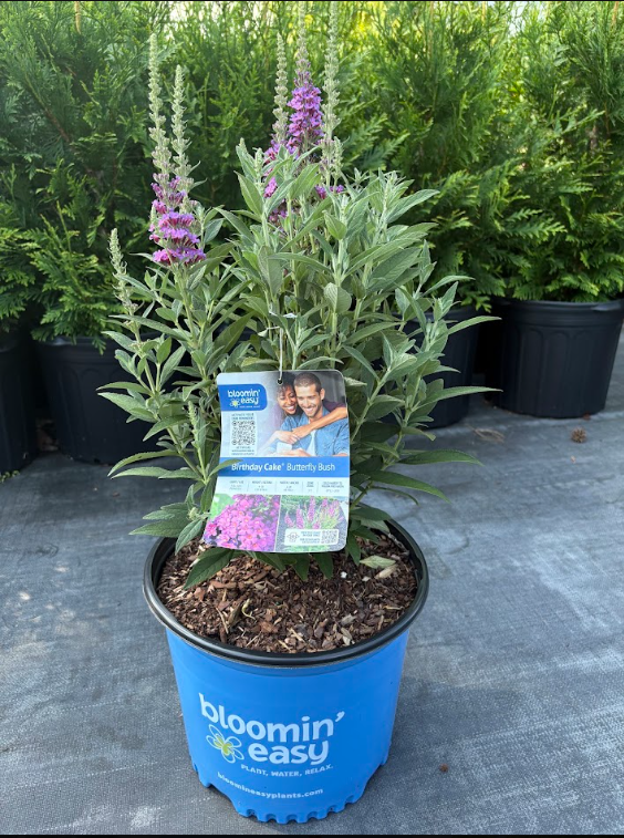 3G Buddleia Birthday Cake