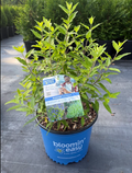 3G Caryopteris BeeKeeper