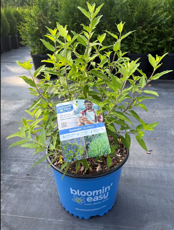 3G Caryopteris BeeKeeper