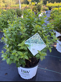 3 GALLON ITEA (SWEETSPIRE) - FIZZY MIZZY